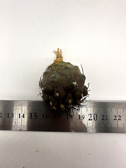 【現品限り】コピアポア・シネレア×エキノイデス 抜き苗 実生【H44】 Copiapoa cinerea × echinoides
