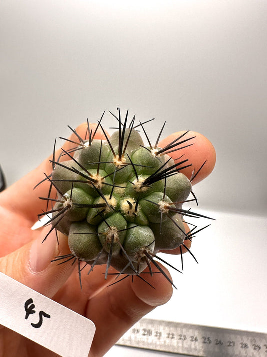 【現品限り】コピアポア・シネレア×エキノイデス 抜き苗 実生【H45】 Copiapoa cinerea × echinoides