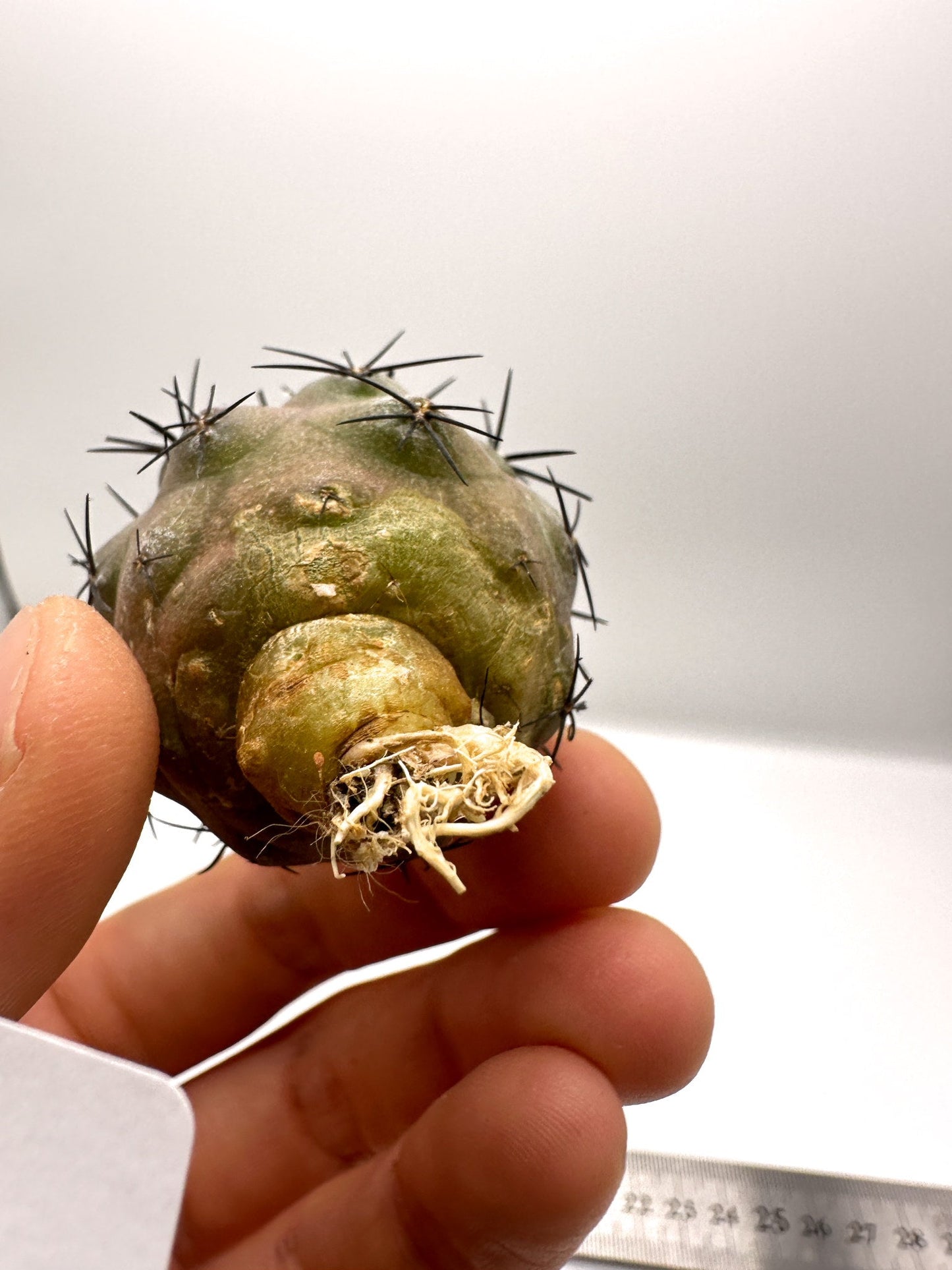 【現品限り】コピアポア・シネレア×エキノイデス 抜き苗 実生【H45】 Copiapoa cinerea × echinoides