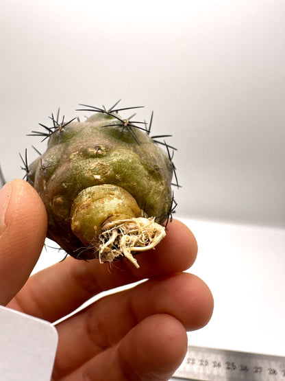 【現品限り】コピアポア・シネレア×エキノイデス 抜き苗 実生【H45】 Copiapoa cinerea × echinoides