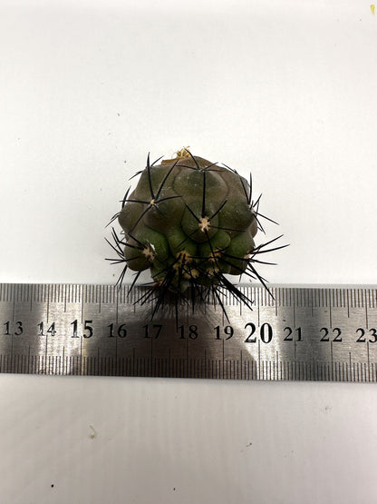 【現品限り】コピアポア・シネレア×エキノイデス 抜き苗 実生【H45】 Copiapoa cinerea × echinoides