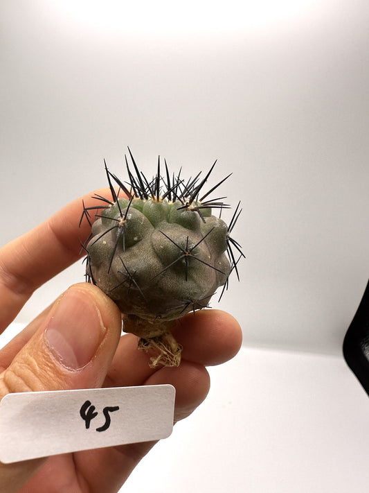 【現品限り】コピアポア・シネレア×エキノイデス 抜き苗 実生【H45】 Copiapoa cinerea × echinoides