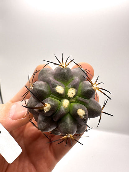 【現品限り】コピアポア・シネレア×ドゥラ 抜き苗 実生【H46】 Copiapoa cinerea × dura