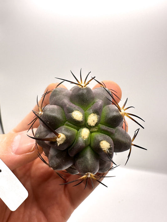 【現品限り】コピアポア・シネレア×ドゥラ 抜き苗 実生【H46】 Copiapoa cinerea × dura