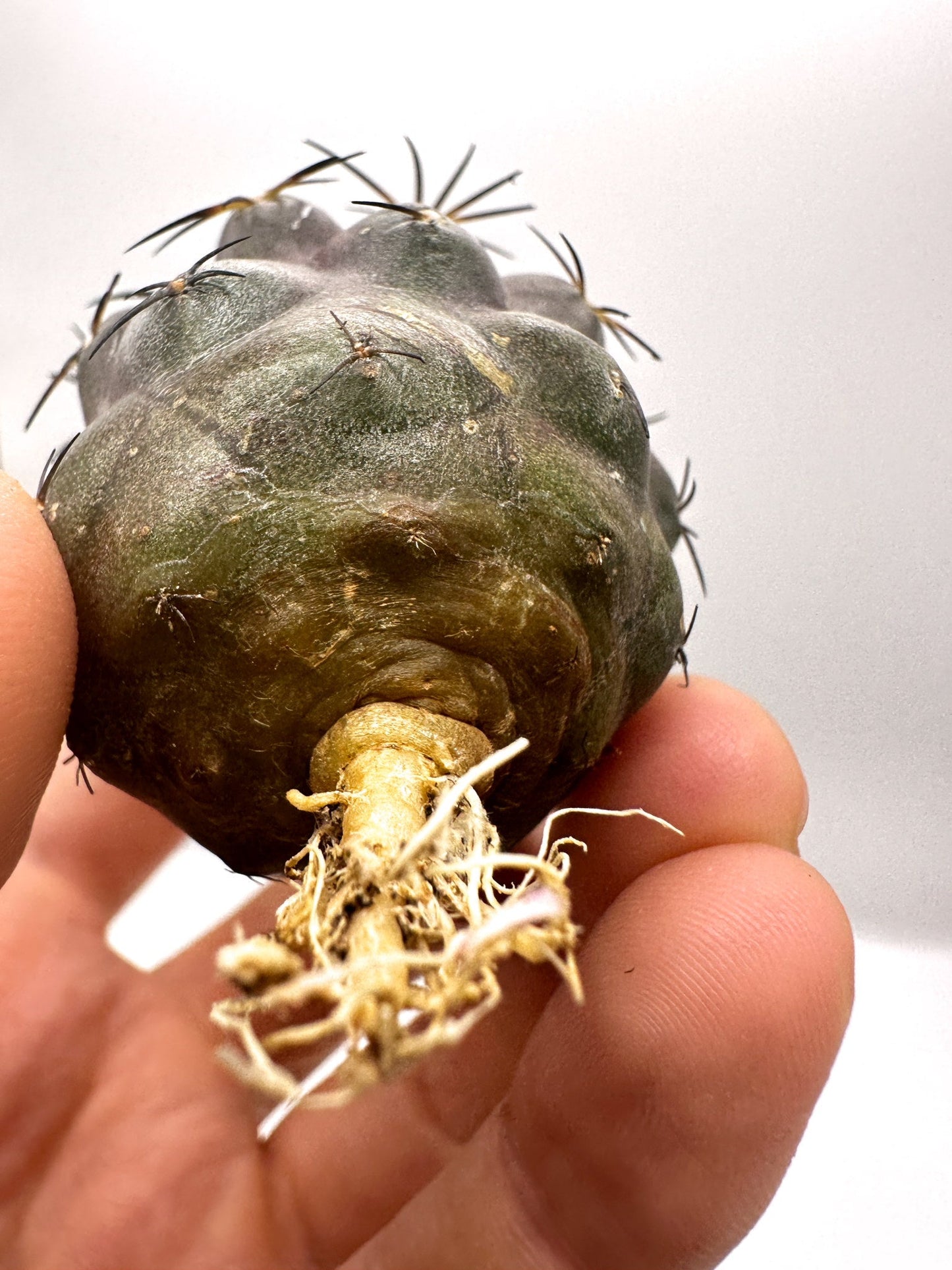 【現品限り】コピアポア・シネレア×ドゥラ 抜き苗 実生【H46】 Copiapoa cinerea × dura