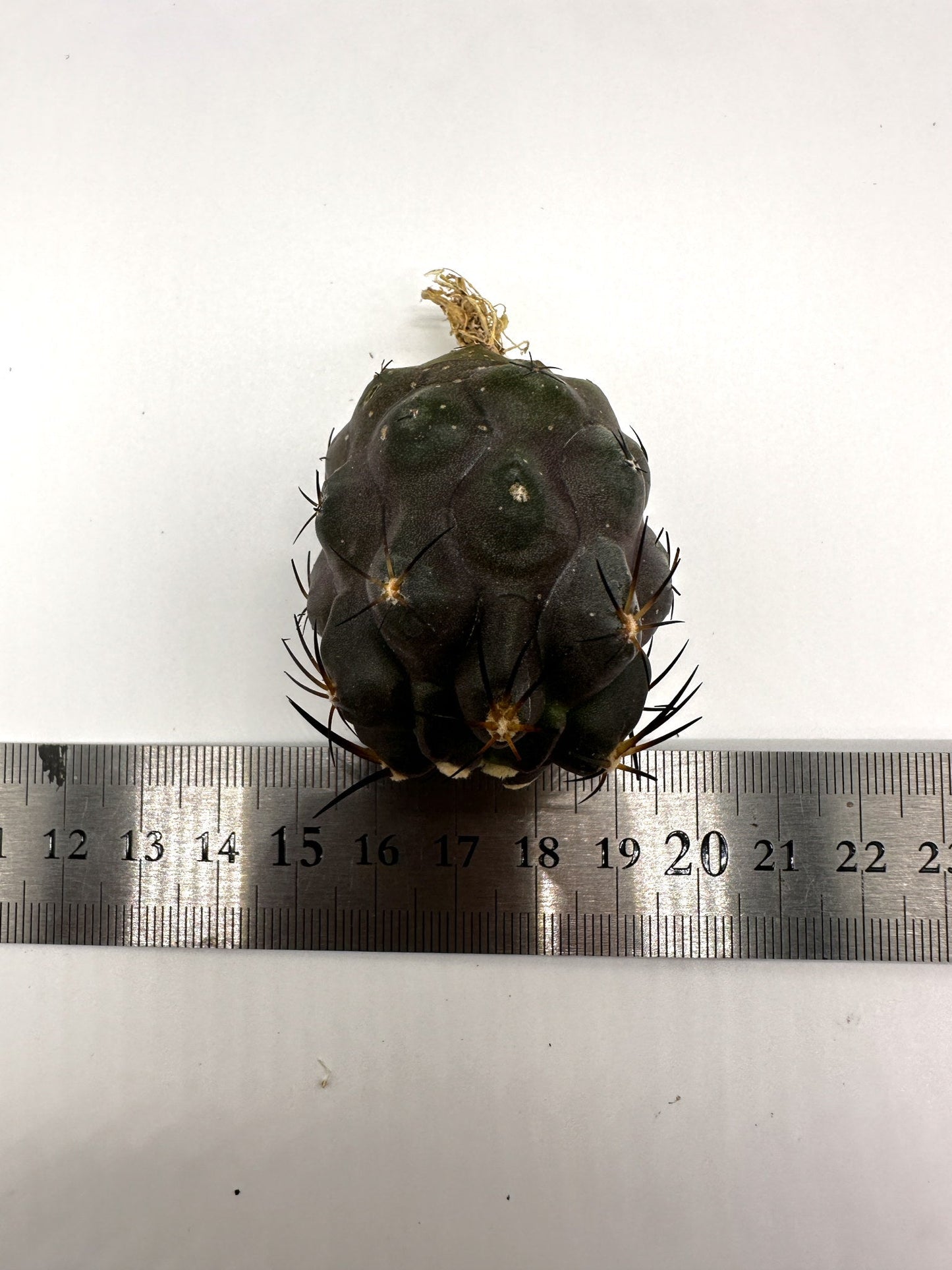 【現品限り】コピアポア・シネレア×ドゥラ 抜き苗 実生【H46】 Copiapoa cinerea × dura