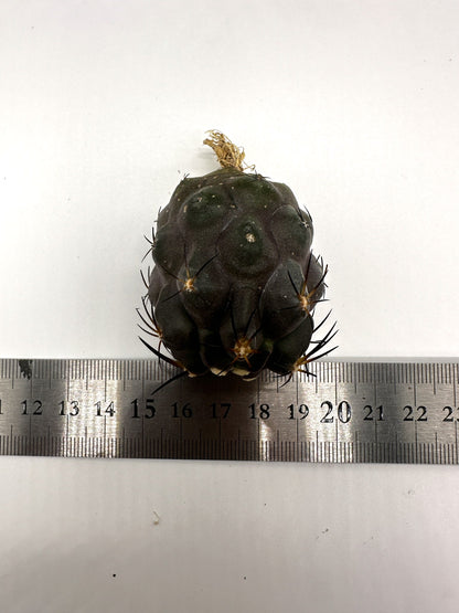 【現品限り】コピアポア・シネレア×ドゥラ 抜き苗 実生【H46】 Copiapoa cinerea × dura