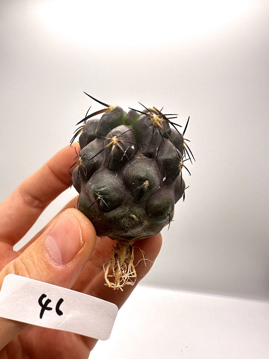 【現品限り】コピアポア・シネレア×ドゥラ 抜き苗 実生【H46】 Copiapoa cinerea × dura