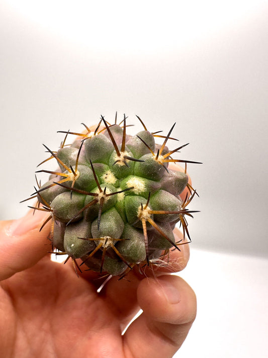 【現品限り】コピアポア・シネレア×ドゥラ 抜き苗 実生【H47】 Copiapoa cinerea × dura