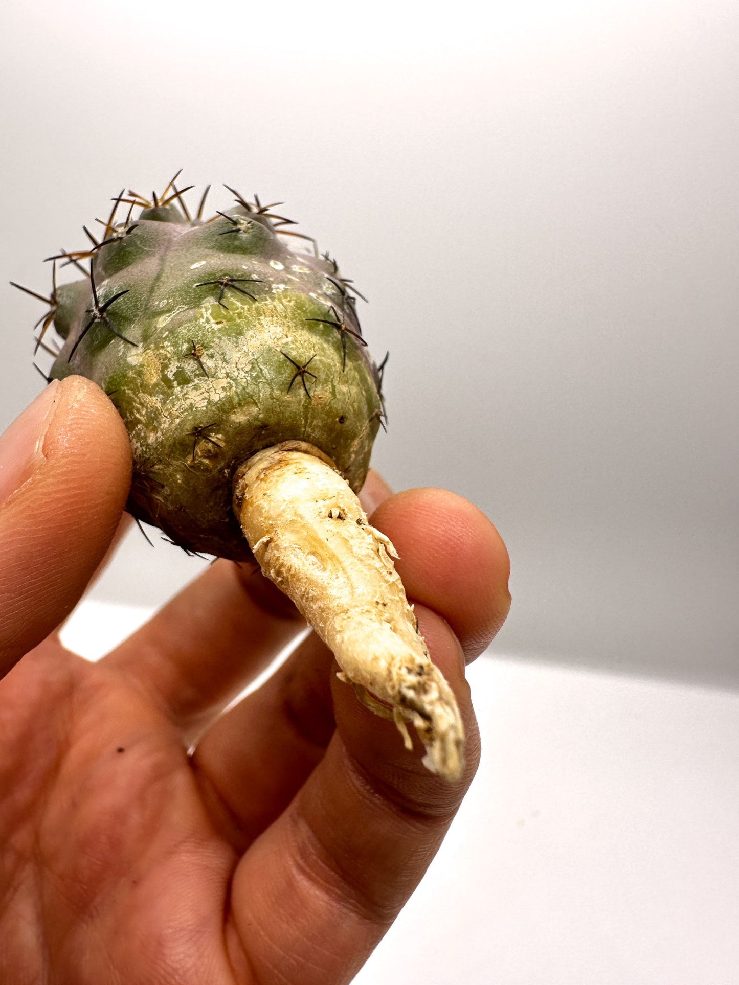 【現品限り】コピアポア・シネレア×ドゥラ 抜き苗 実生【H47】 Copiapoa cinerea × dura