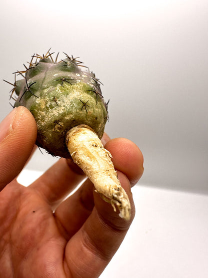 【現品限り】コピアポア・シネレア×ドゥラ 抜き苗 実生【H47】 Copiapoa cinerea × dura