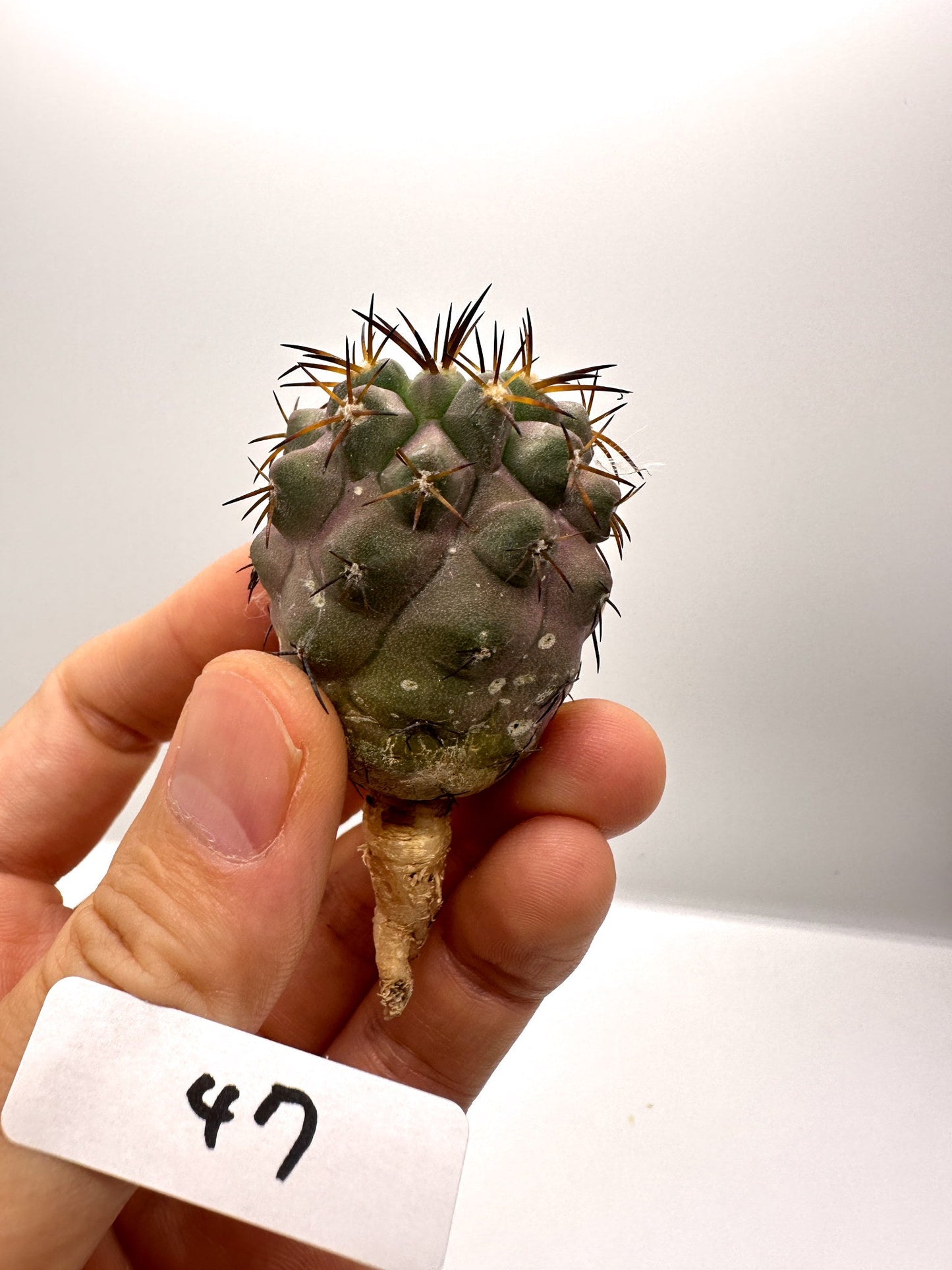 【現品限り】コピアポア・シネレア×ドゥラ 抜き苗 実生【H47】 Copiapoa cinerea × dura