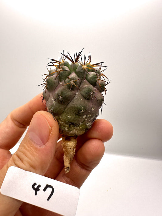 【現品限り】コピアポア・シネレア×ドゥラ 抜き苗 実生【H47】 Copiapoa cinerea × dura