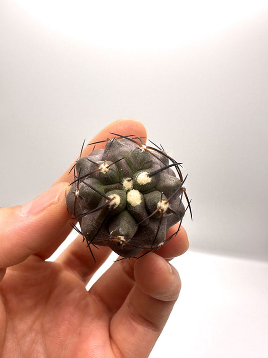【現品限り】コピアポア・シネレア×ドゥラ 抜き苗 実生【H48】 Copiapoa cinerea × dura