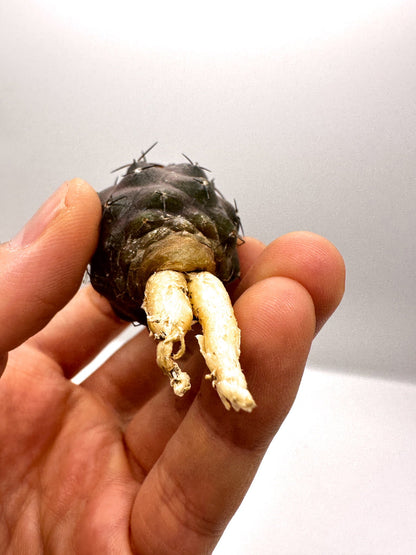 【現品限り】コピアポア・シネレア×ドゥラ 抜き苗 実生【H48】 Copiapoa cinerea × dura