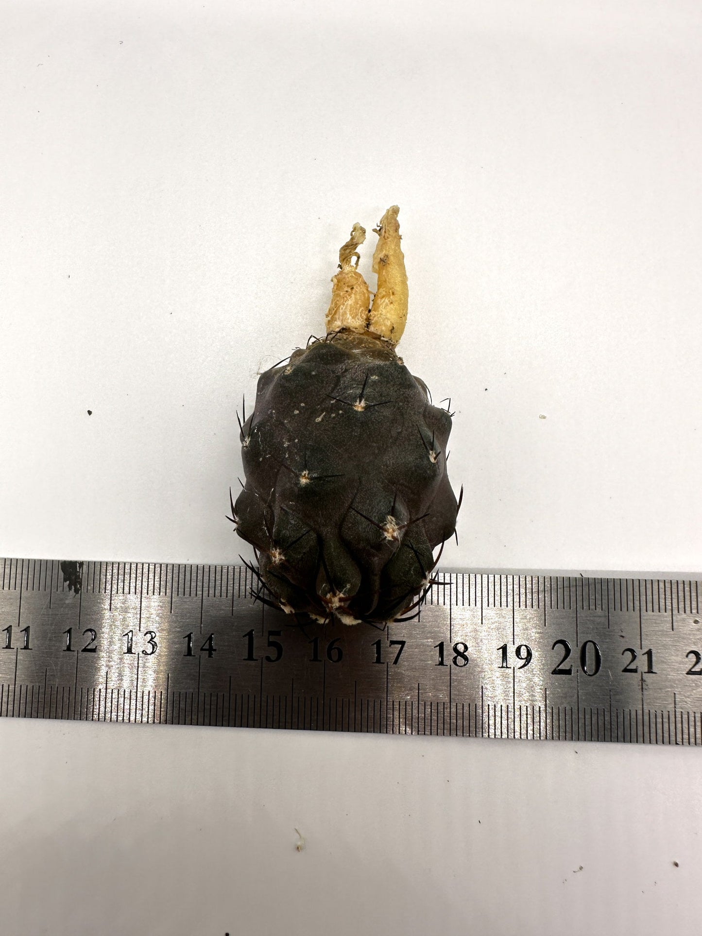 【現品限り】コピアポア・シネレア×ドゥラ 抜き苗 実生【H48】 Copiapoa cinerea × dura