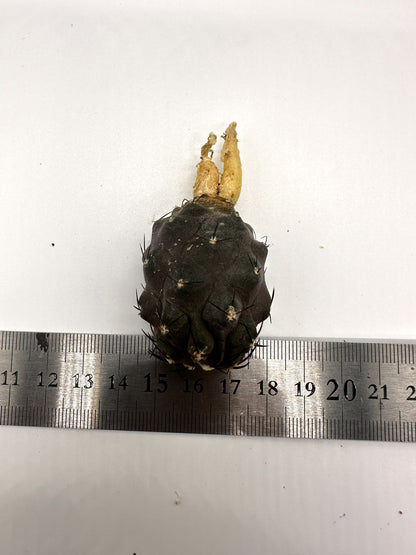 【現品限り】コピアポア・シネレア×ドゥラ 抜き苗 実生【H48】 Copiapoa cinerea × dura
