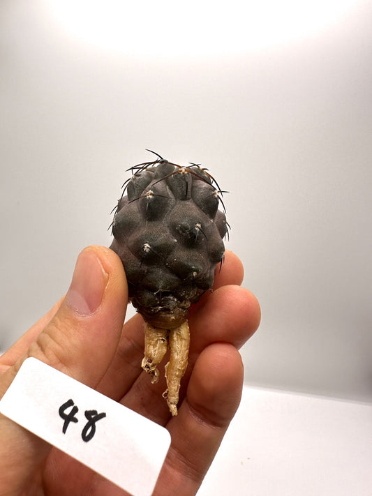 【現品限り】コピアポア・シネレア×ドゥラ 抜き苗 実生【H48】 Copiapoa cinerea × dura