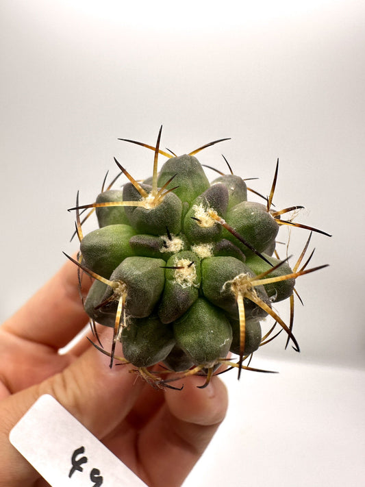 【現品限り】コピアポア・シネレア×ドゥラ 抜き苗 実生【H49】 Copiapoa cinerea × dura