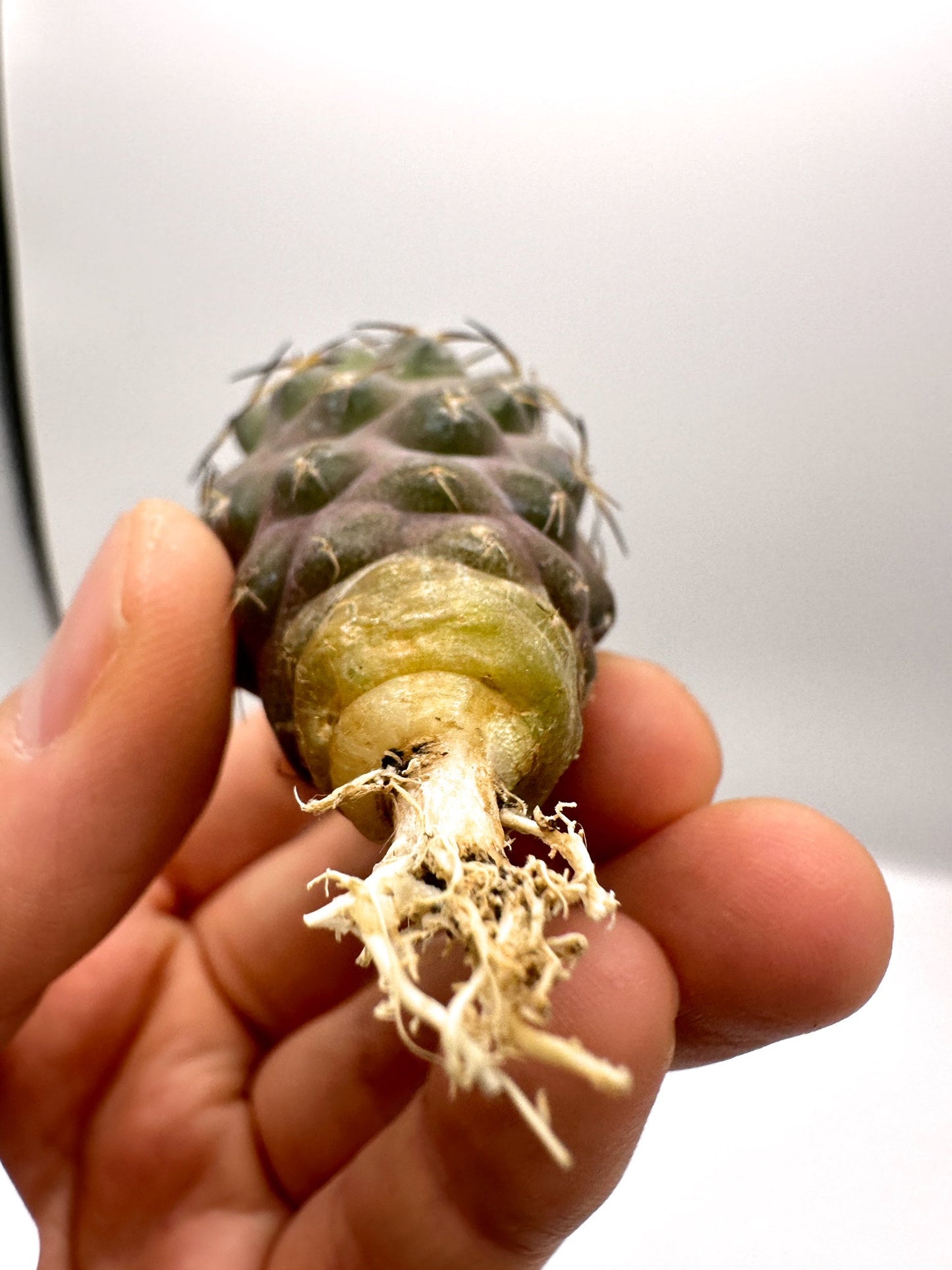 【現品限り】コピアポア・シネレア×ドゥラ 抜き苗 実生【H49】 Copiapoa cinerea × dura