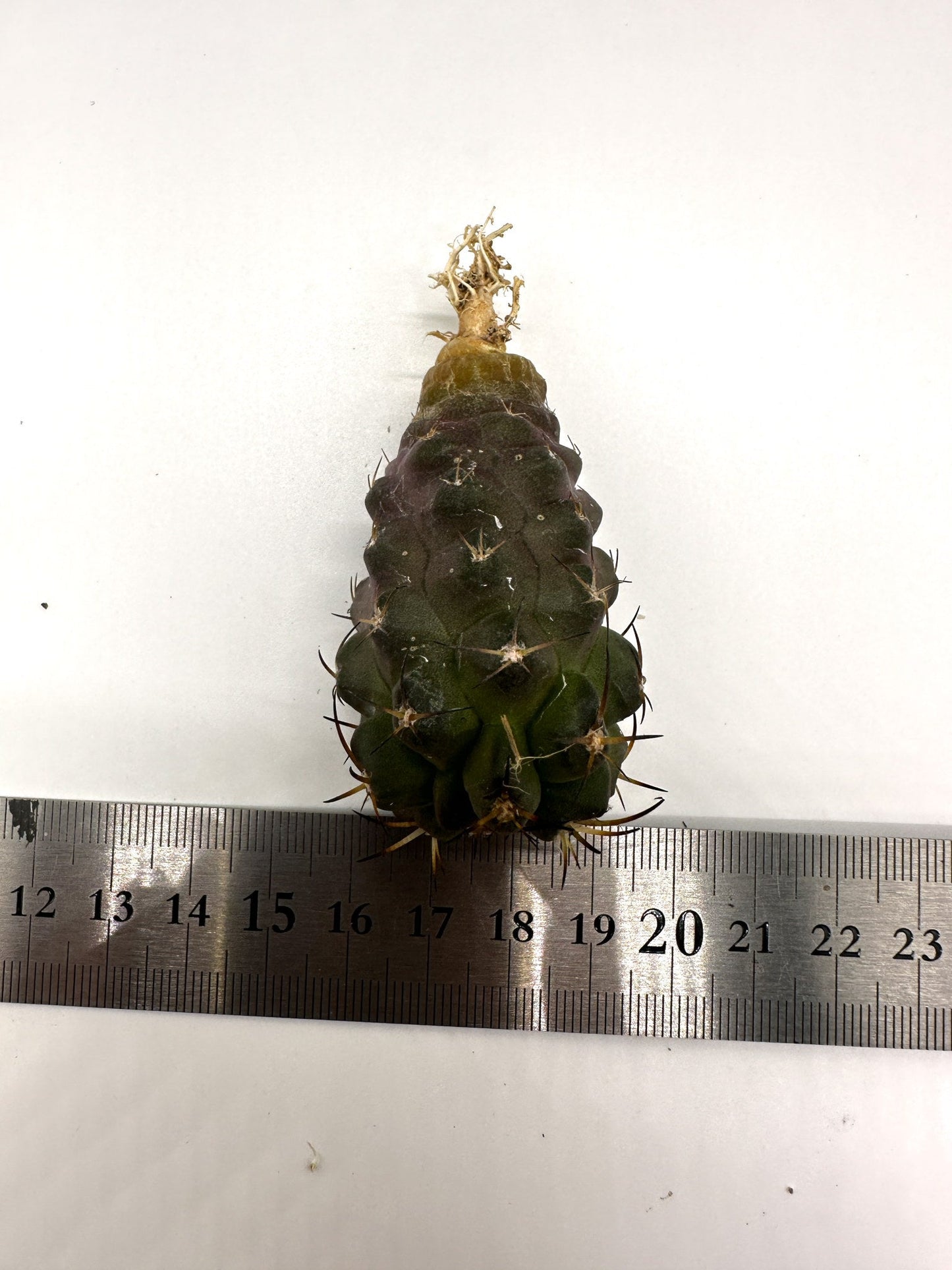 【現品限り】コピアポア・シネレア×ドゥラ 抜き苗 実生【H49】 Copiapoa cinerea × dura