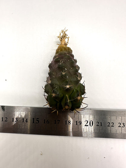 【現品限り】コピアポア・シネレア×ドゥラ 抜き苗 実生【H49】 Copiapoa cinerea × dura
