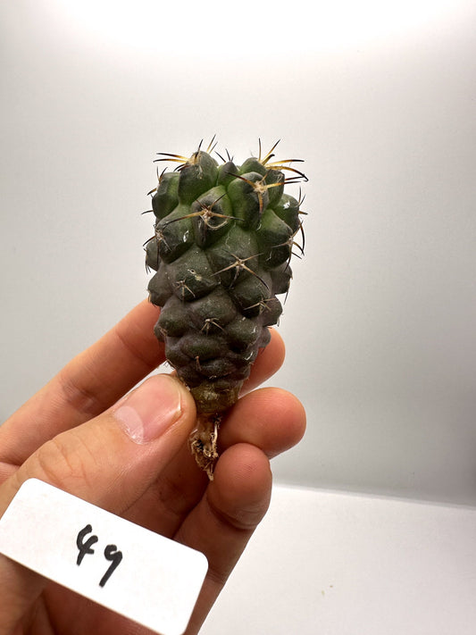 【現品限り】コピアポア・シネレア×ドゥラ 抜き苗 実生【H49】 Copiapoa cinerea × dura