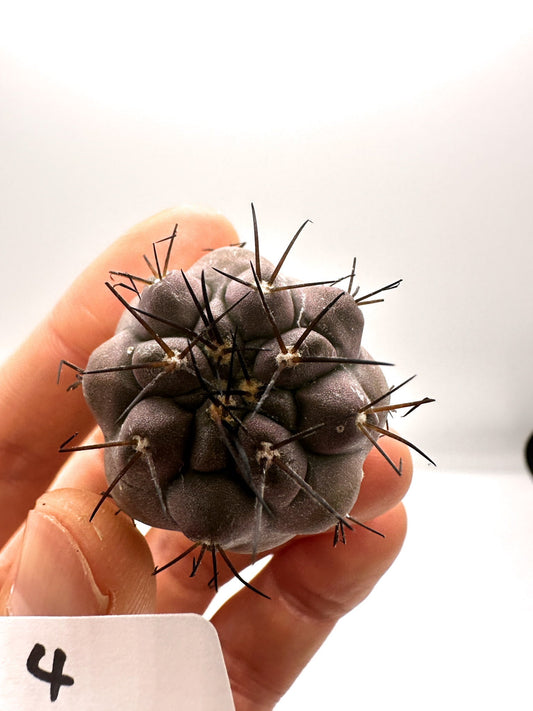 【現品限り】コピアポア・シネレア 黒王丸 抜き苗 実生 期間限定【H4】 Copiapoa cinerea