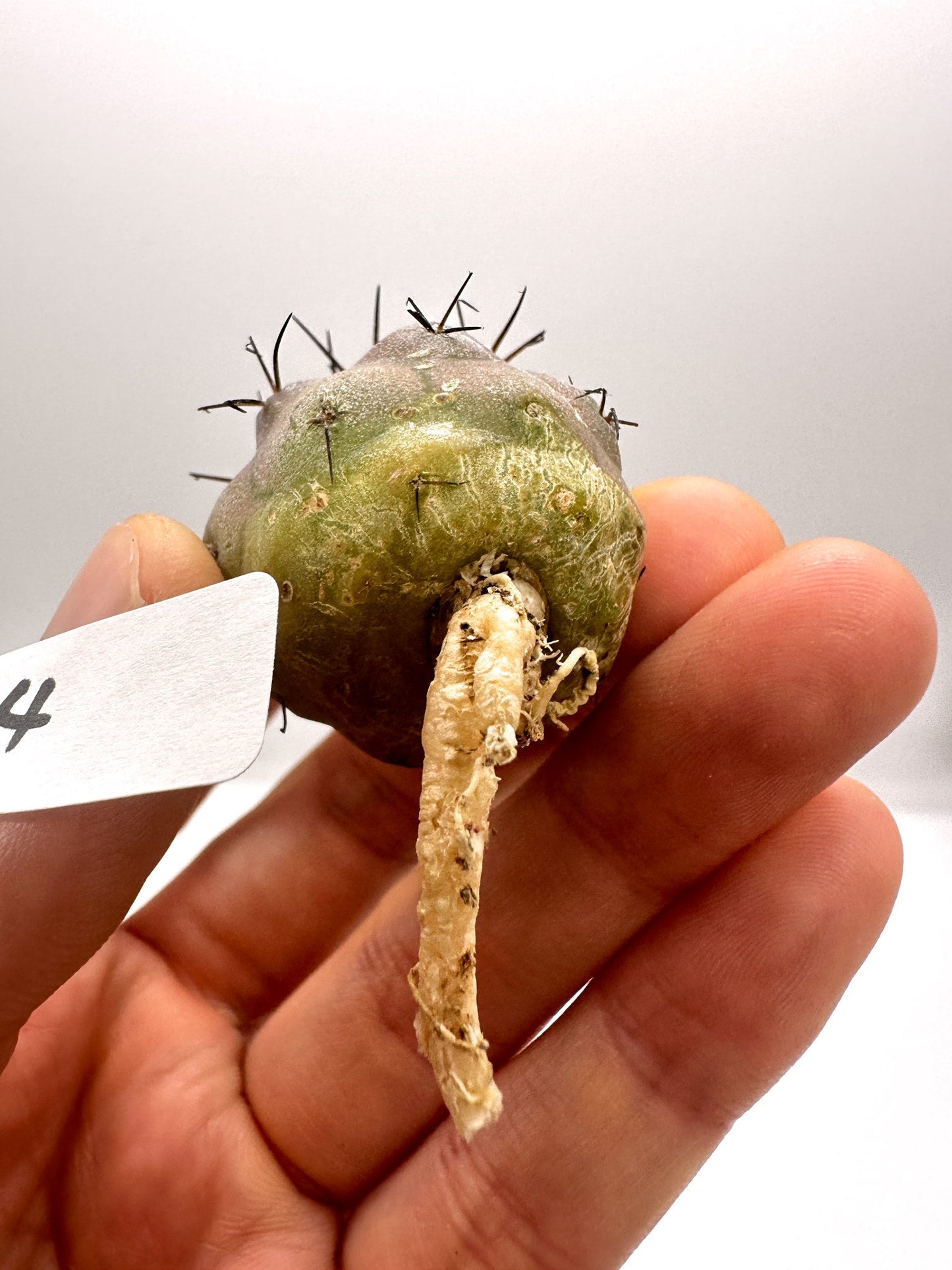 【現品限り】コピアポア・シネレア 黒王丸 抜き苗 実生 期間限定【H4】 Copiapoa cinerea