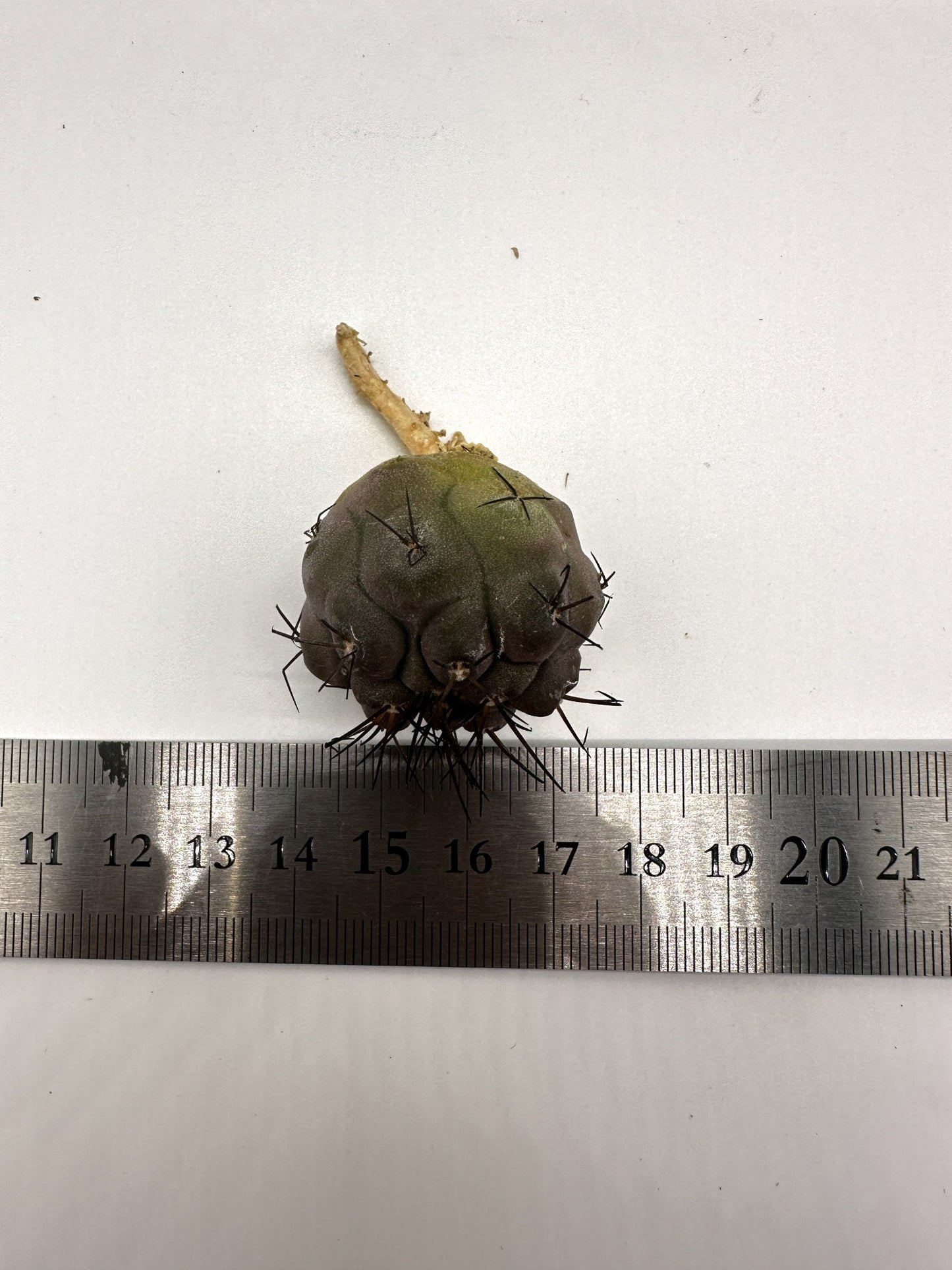 【現品限り】コピアポア・シネレア 黒王丸 抜き苗 実生 期間限定【H4】 Copiapoa cinerea