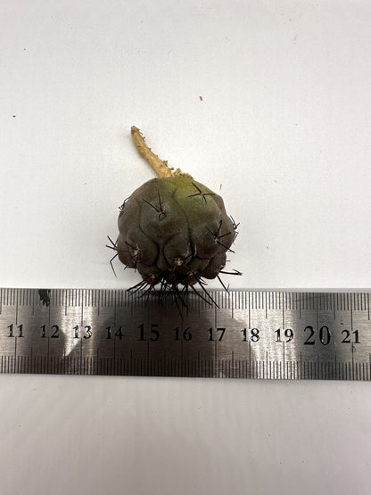【現品限り】コピアポア・シネレア 黒王丸 抜き苗 実生 期間限定【H4】 Copiapoa cinerea