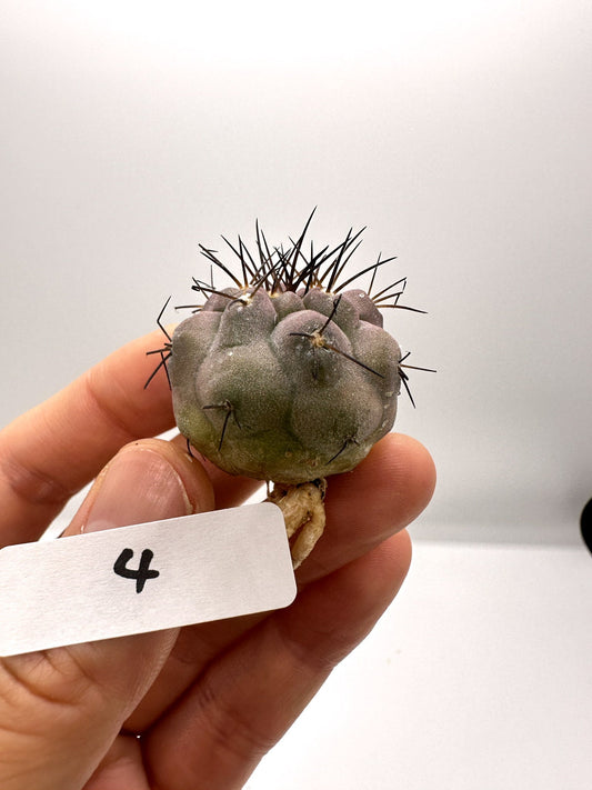 【現品限り】コピアポア・シネレア 黒王丸 抜き苗 実生 期間限定【H4】 Copiapoa cinerea