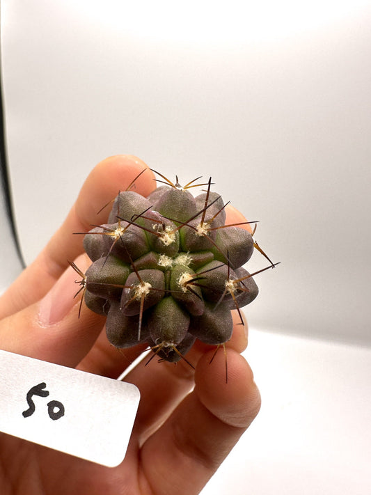 【現品限り】コピアポア・シネレア×ドゥラ 抜き苗 実生【H50】 Copiapoa cinerea × dura