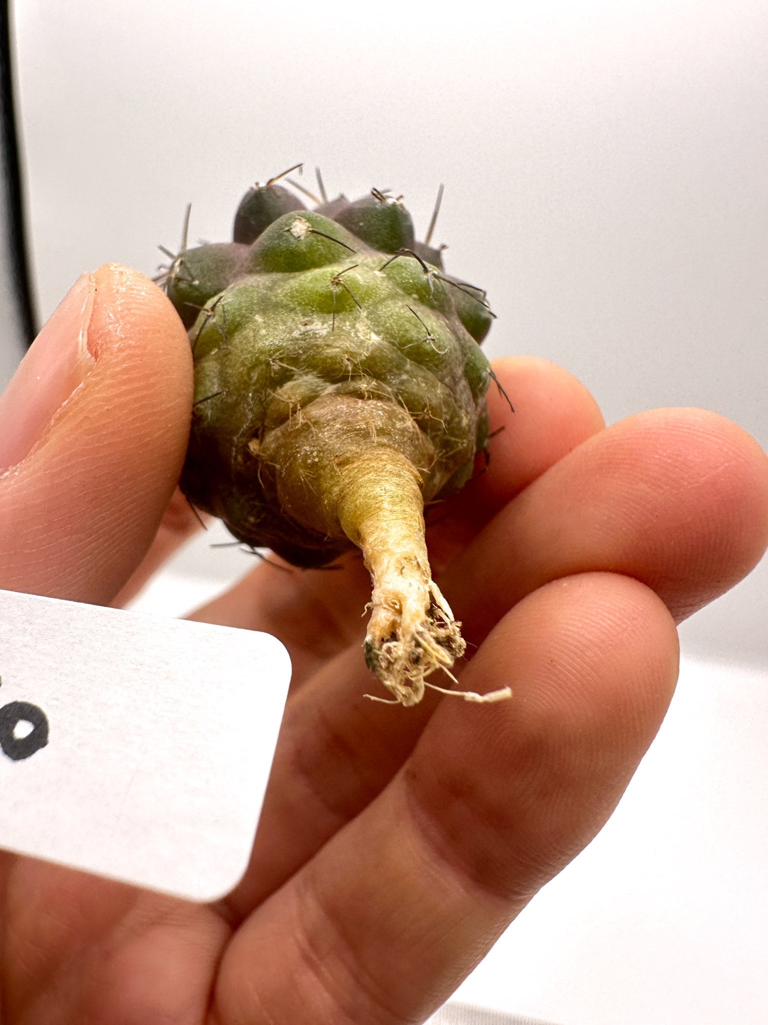 コピアポア・シネレア×ドゥラ 抜き苗 実生【H50】 Copiapoa cinerea