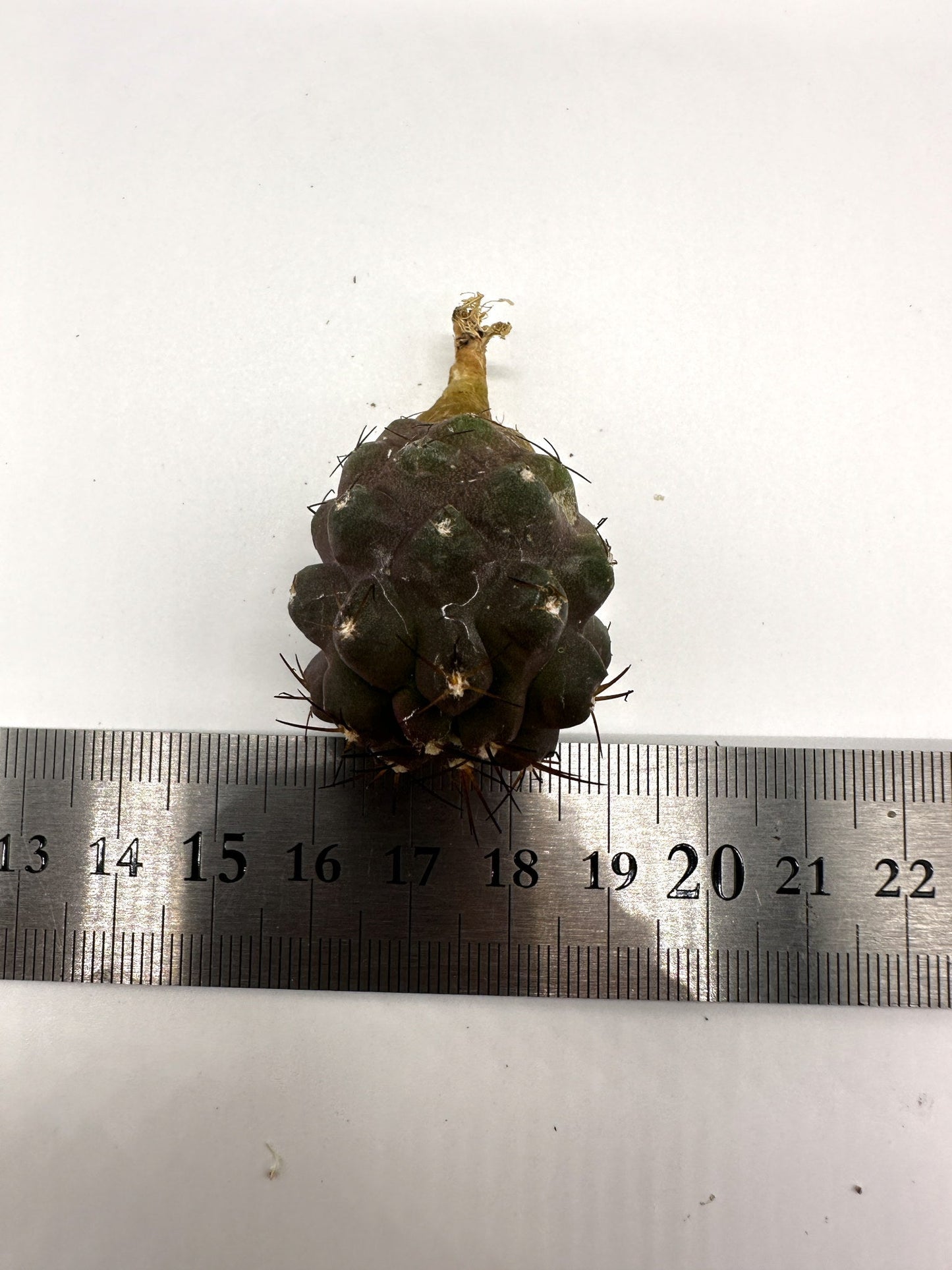 【現品限り】コピアポア・シネレア×ドゥラ 抜き苗 実生【H50】 Copiapoa cinerea × dura