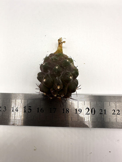 【現品限り】コピアポア・シネレア×ドゥラ 抜き苗 実生【H50】 Copiapoa cinerea × dura