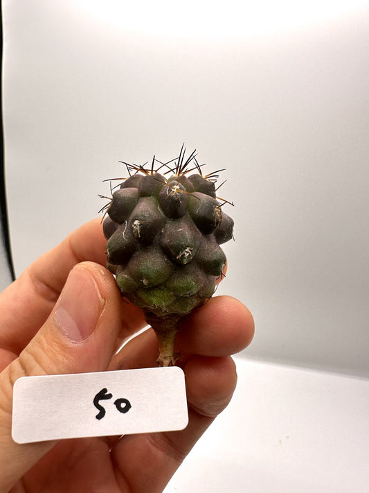 【現品限り】コピアポア・シネレア×ドゥラ 抜き苗 実生【H50】 Copiapoa cinerea × dura