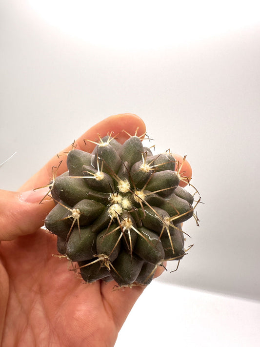 【現品限り】コピアポア・シネレア×コルムナアルバ 抜き苗 実生【H51】 Copiapoa cinerea × columna-alba
