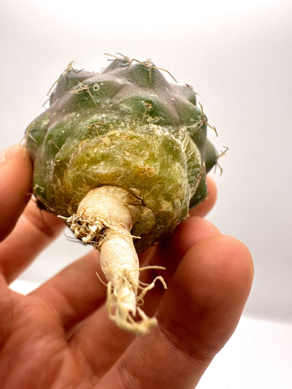 【現品限り】コピアポア・シネレア×コルムナアルバ 抜き苗 実生【H51】 Copiapoa cinerea × columna-alba