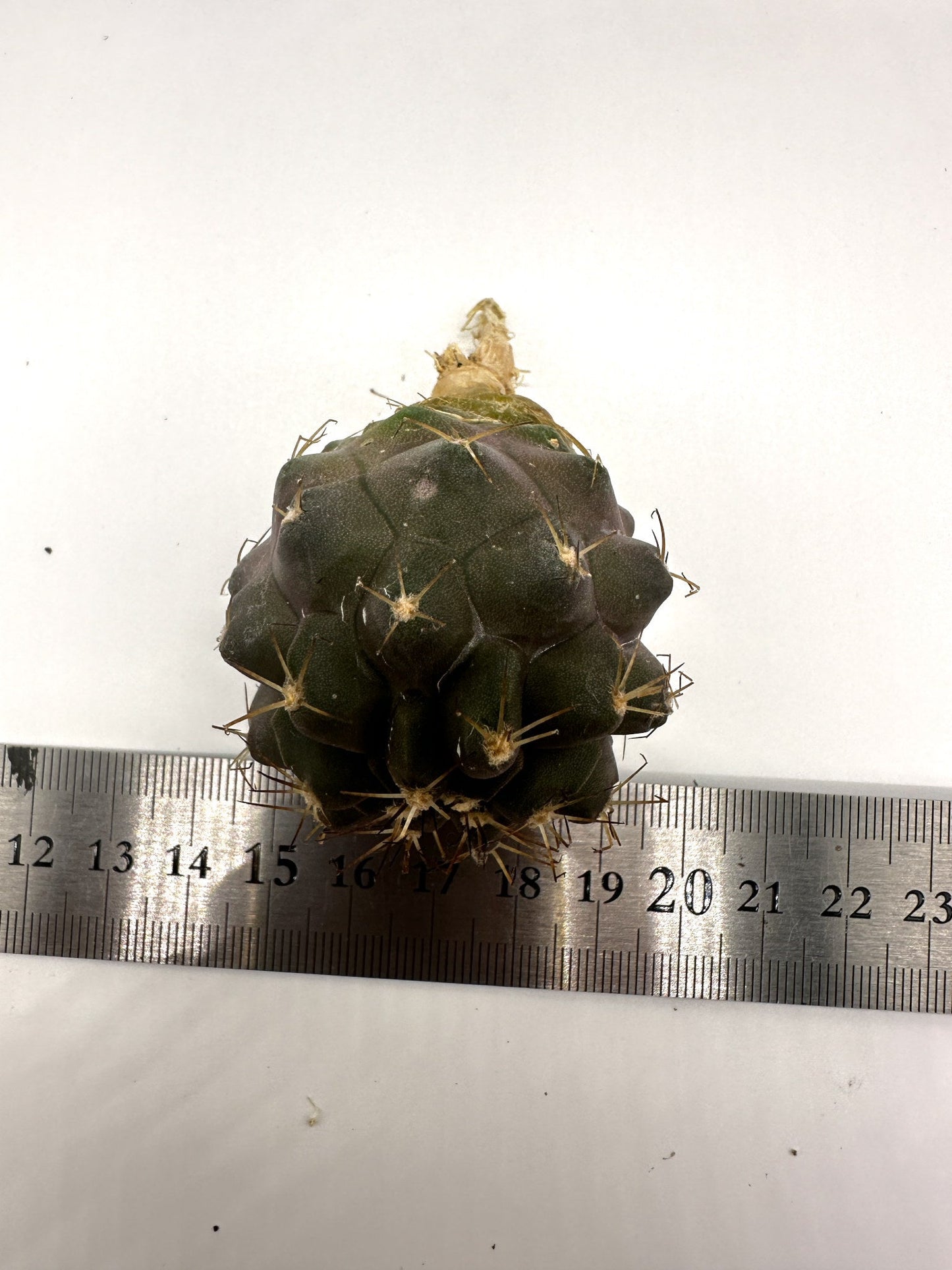 【現品限り】コピアポア・シネレア×コルムナアルバ 抜き苗 実生【H51】 Copiapoa cinerea × columna-alba