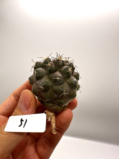 【現品限り】コピアポア・シネレア×コルムナアルバ 抜き苗 実生【H51】 Copiapoa cinerea × columna-alba