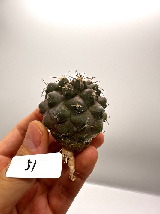 【現品限り】コピアポア・シネレア×コルムナアルバ 抜き苗 実生【H51】 Copiapoa cinerea × columna-alba