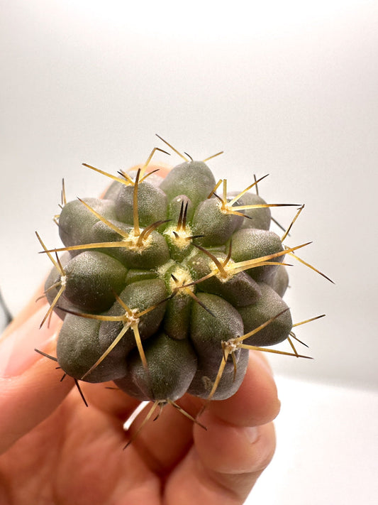 【現品限り】コピアポア・シネレア×コルムナアルバ 抜き苗 実生【H52】 Copiapoa cinerea × columna-alba