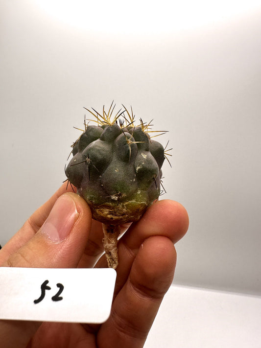 【現品限り】コピアポア・シネレア×コルムナアルバ 抜き苗 実生【H52】 Copiapoa cinerea × columna-alba