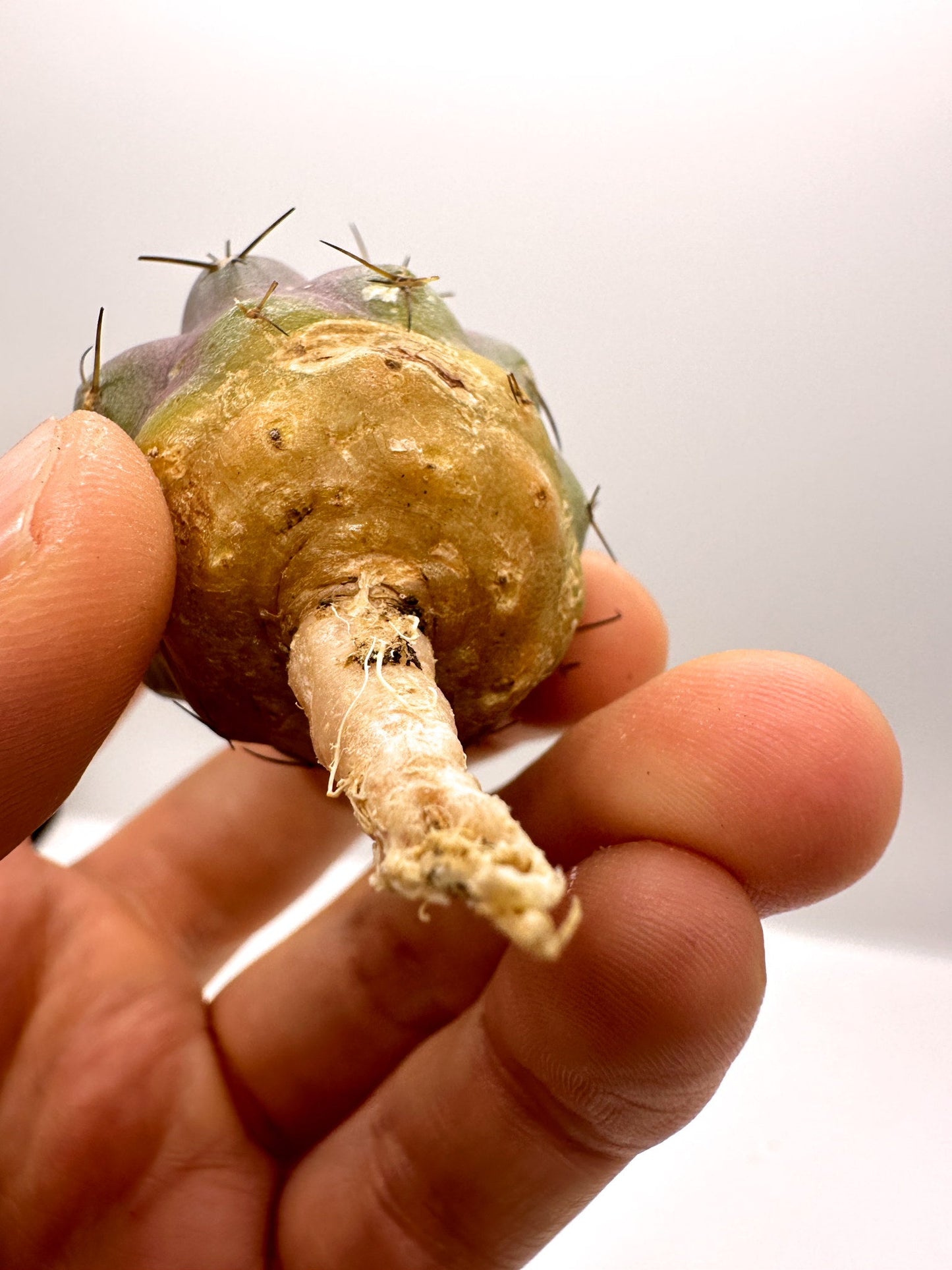 【現品限り】コピアポア・シネレア×コルムナアルバ 抜き苗 実生【H52】 Copiapoa cinerea × columna-alba