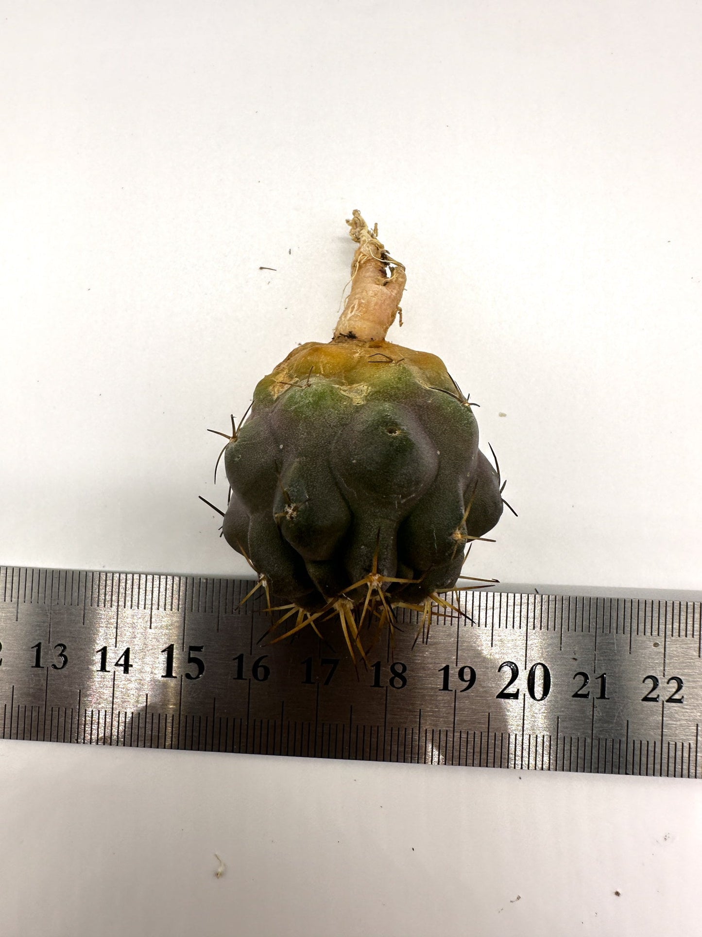 【現品限り】コピアポア・シネレア×コルムナアルバ 抜き苗 実生【H52】 Copiapoa cinerea × columna-alba