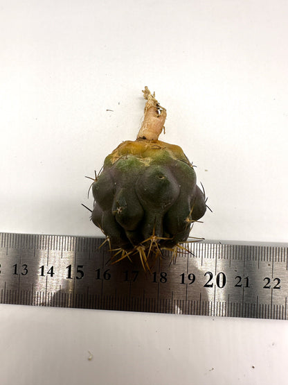 【現品限り】コピアポア・シネレア×コルムナアルバ 抜き苗 実生【H52】 Copiapoa cinerea × columna-alba