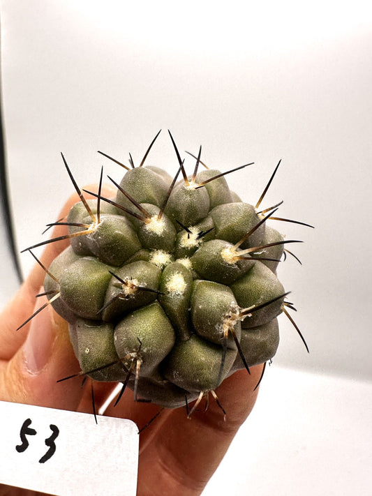 【現品限り】コピアポア・シネレア×コルムナアルバ 抜き苗 実生【H53】 Copiapoa cinerea × columna-alba