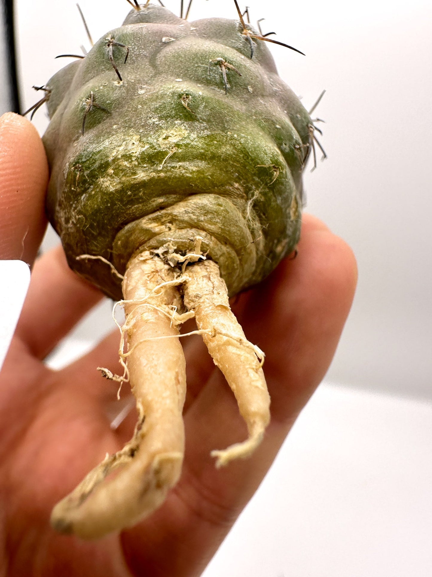 【現品限り】コピアポア・シネレア×コルムナアルバ 抜き苗 実生【H53】 Copiapoa cinerea × columna-alba