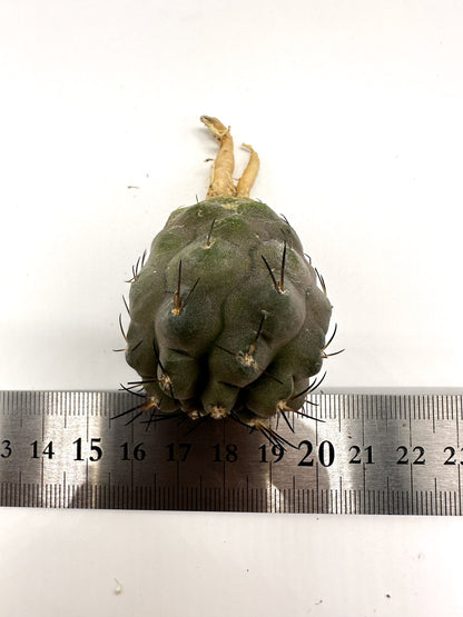 【現品限り】コピアポア・シネレア×コルムナアルバ 抜き苗 実生【H53】 Copiapoa cinerea × columna-alba